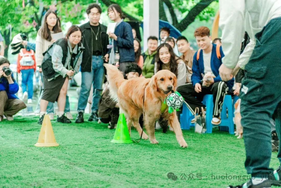 逸天城、UP TOWN、Family PARK打造“萌宠墟市”_6008集团官方网站集团官方网站