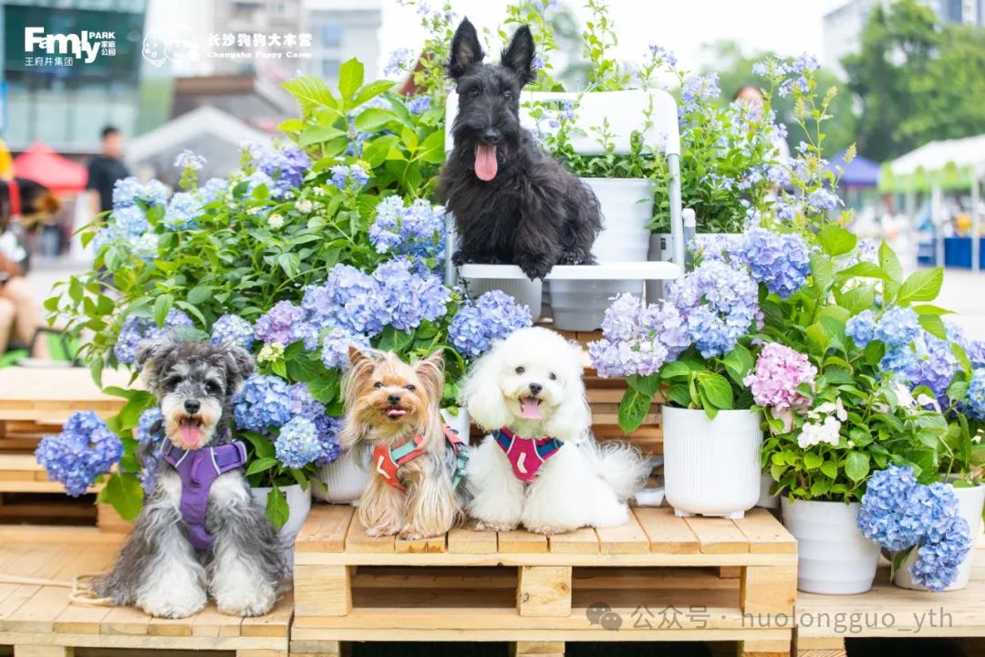 逸天城、UP TOWN、Family PARK打造“萌宠墟市”_6008集团官方网站集团官方网站